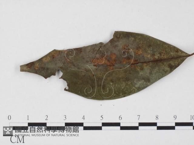 登錄號:F0024504藏品圖，第3張