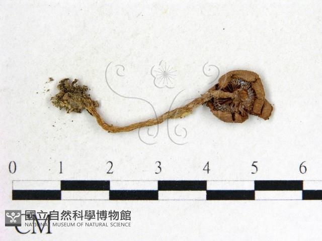 登錄號:F0014504藏品圖，第3張