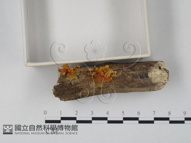 銀耳屬藏品圖，第3張