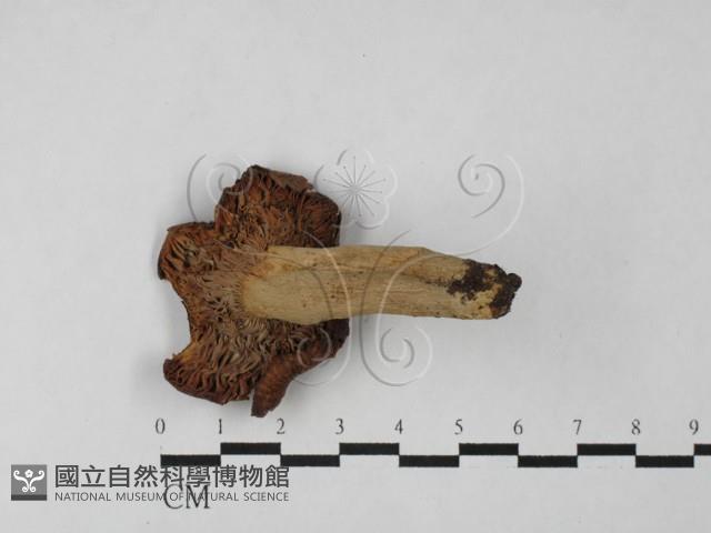 登錄號:F0027504藏品圖，第3張