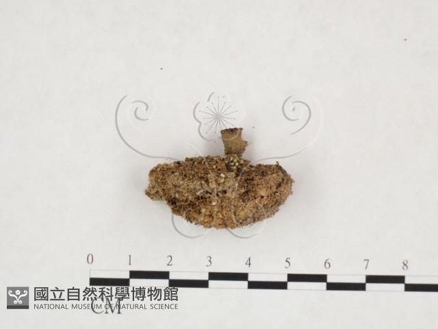 登錄號:F0007504藏品圖，第3張