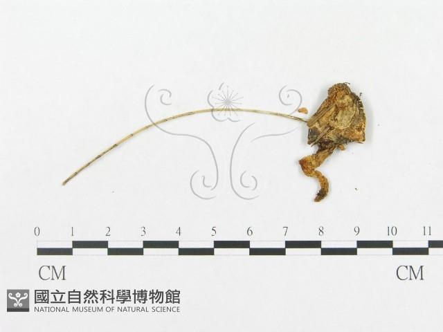 登錄號:F0005504藏品圖，第3張