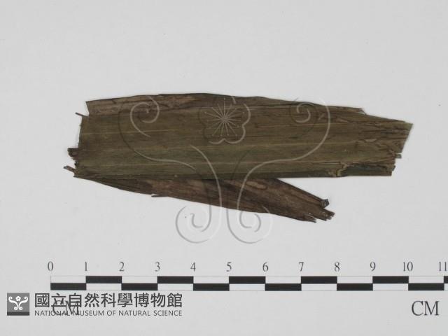 登錄號:F0019504藏品圖，第3張