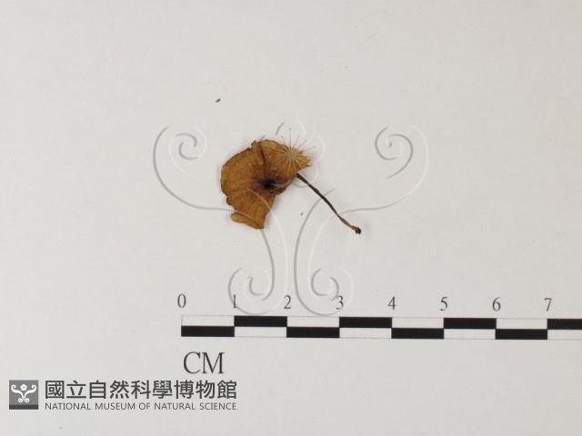 登錄號:F0023504藏品圖，第3張