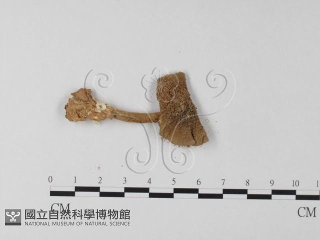 登錄號:F0003504藏品圖，第3張