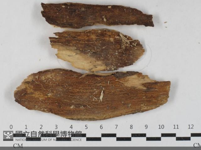 登錄號:F0033504藏品圖，第3張