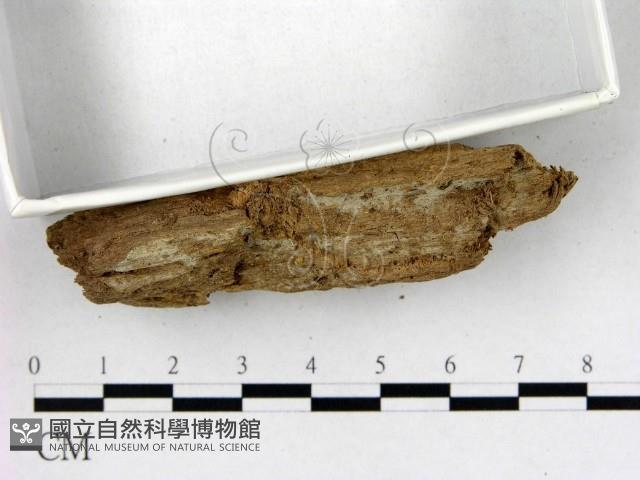 登錄號:F0020104藏品圖，第3張