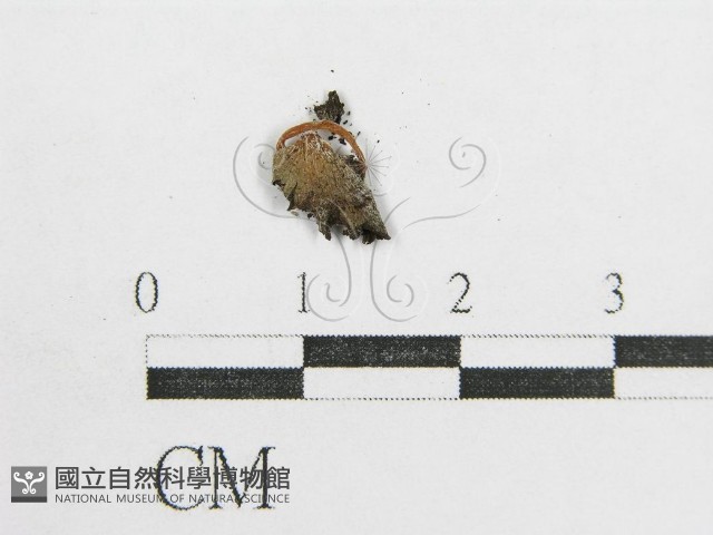 鬼傘屬藏品圖，第3張