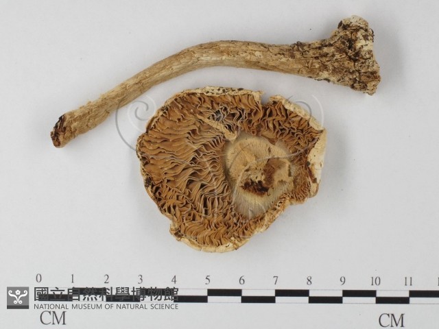 登錄號:F0016104藏品圖，第3張