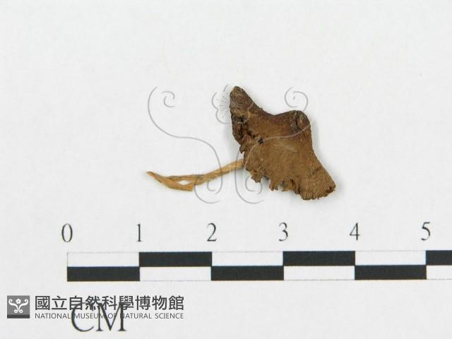 登錄號:F0011104藏品圖，第3張