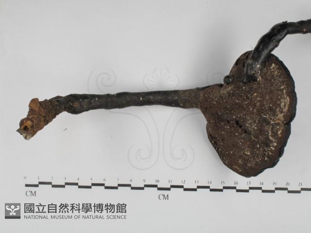 登錄號:F0031104藏品圖，第3張