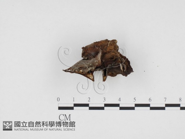 木耳藏品圖，第3張