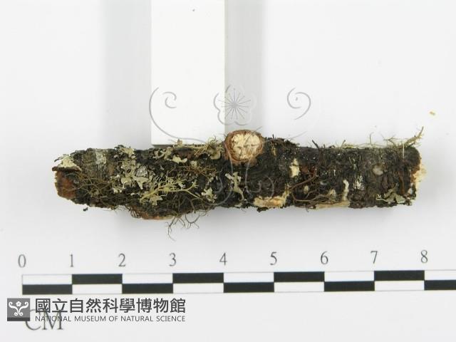 射脈菌屬藏品圖，第3張