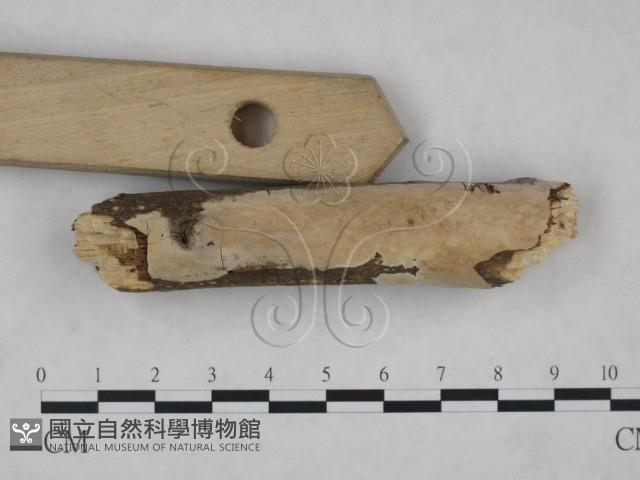 顯絲菌屬藏品圖，第3張