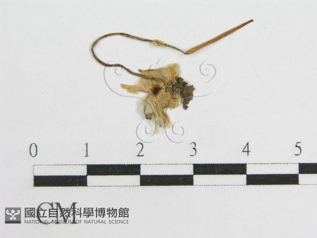 登錄號:F0013104藏品圖，第3張