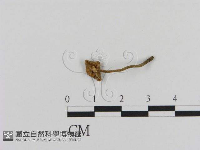 登錄號:F0020004藏品圖，第3張