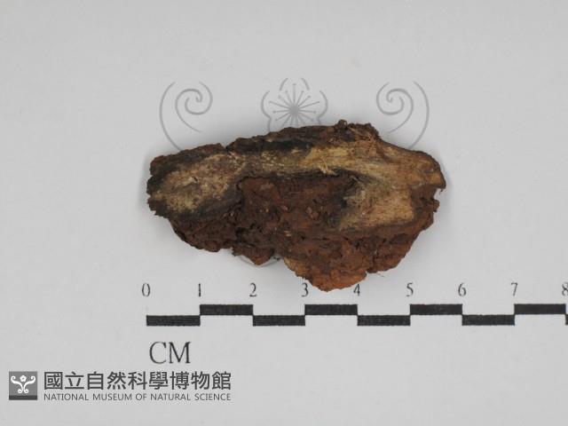 登錄號:F0030004藏品圖，第3張