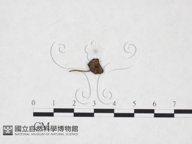 登錄號:F0026004藏品圖，第3張