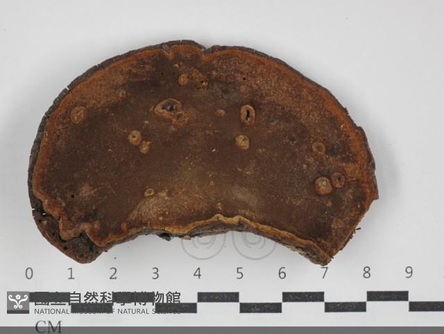 黃荊桑黃藏品圖，第3張