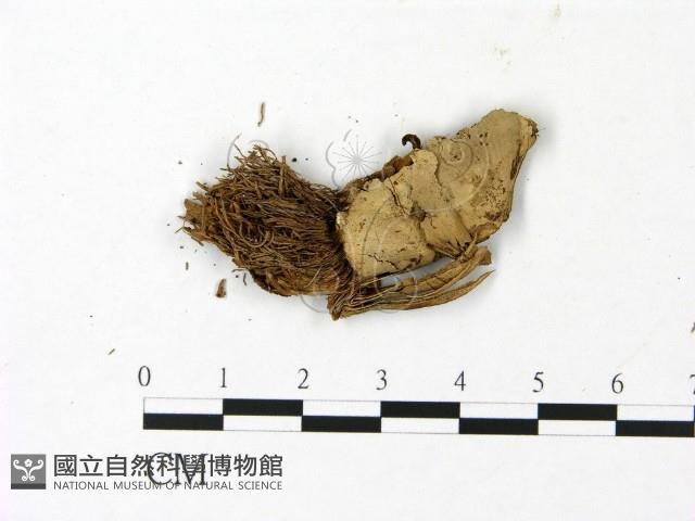 小皮傘屬藏品圖，第3張