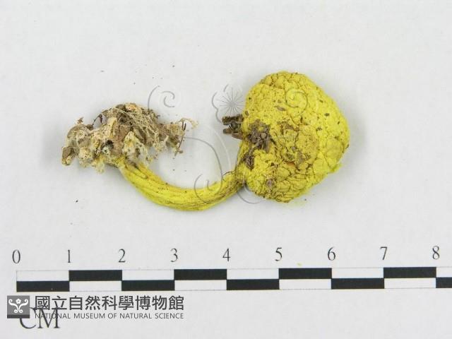 登錄號:F0013004藏品圖，第3張