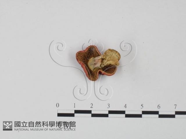 紅菇屬藏品圖，第3張