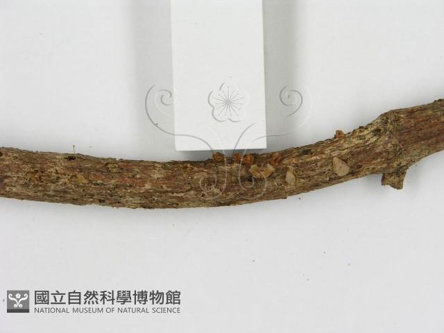 登錄號:F0000304藏品圖，第3張