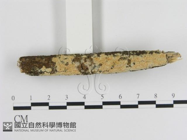 登錄號:F0010304藏品圖，第3張