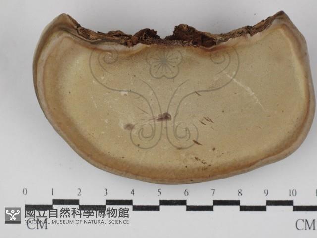 靈芝屬藏品圖，第3張