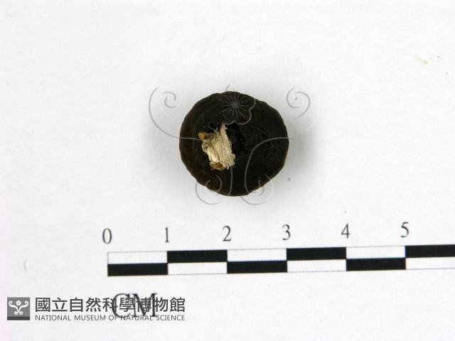 登錄號:F0001304藏品圖，第3張