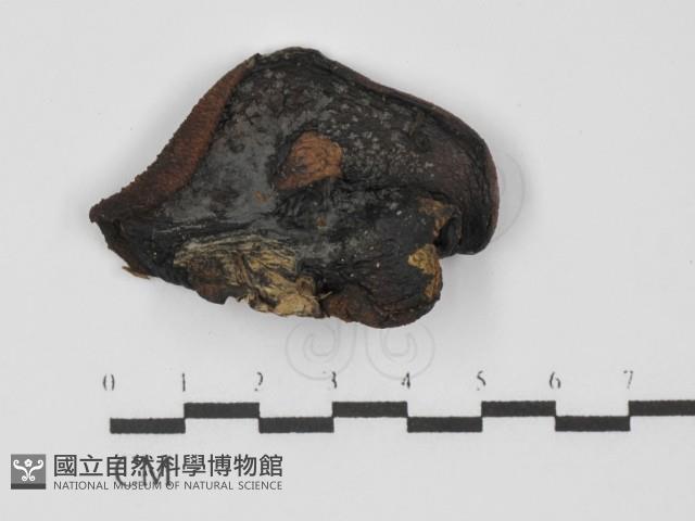 登錄號:F0031304藏品圖，第3張