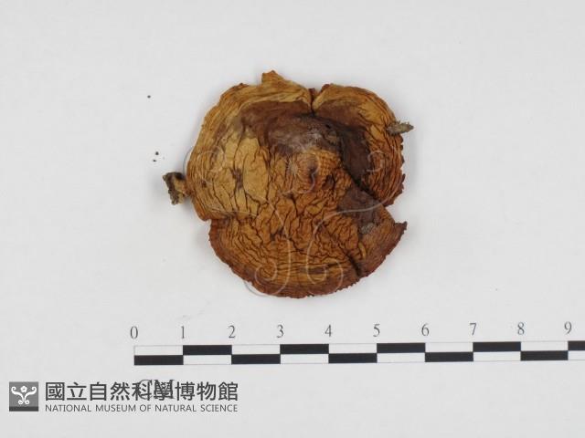 登錄號:F0024304藏品圖，第3張