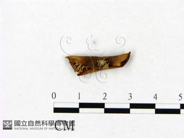 登錄號:F0014304藏品圖，第3張