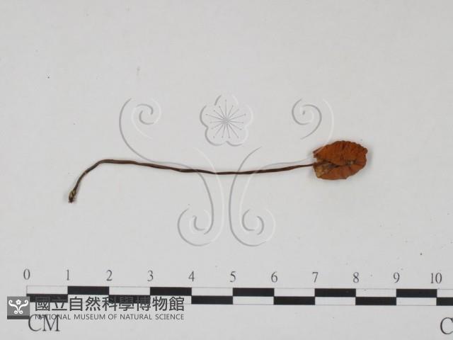 登錄號:F0022304藏品圖，第3張