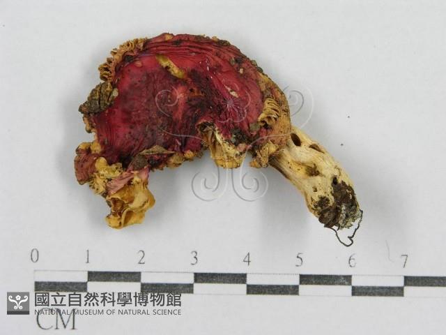 紅菇屬藏品圖，第3張
