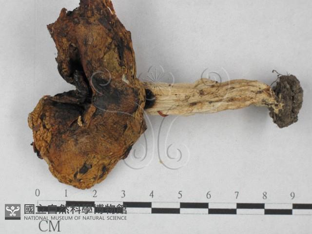 登錄號:F0027304藏品圖，第3張