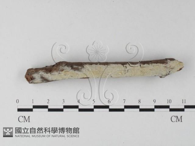 登錄號:F0025304藏品圖，第3張