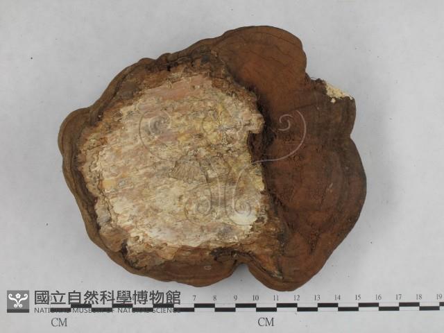 登錄號:F0015304藏品圖，第3張