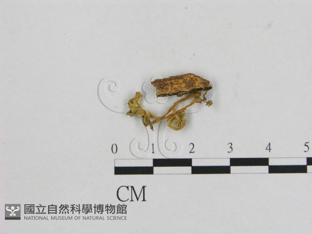 小菇屬藏品圖，第3張