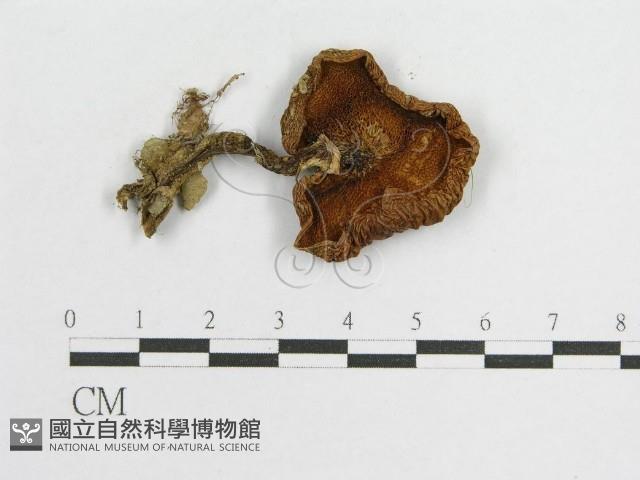 登錄號:F0013304藏品圖，第3張