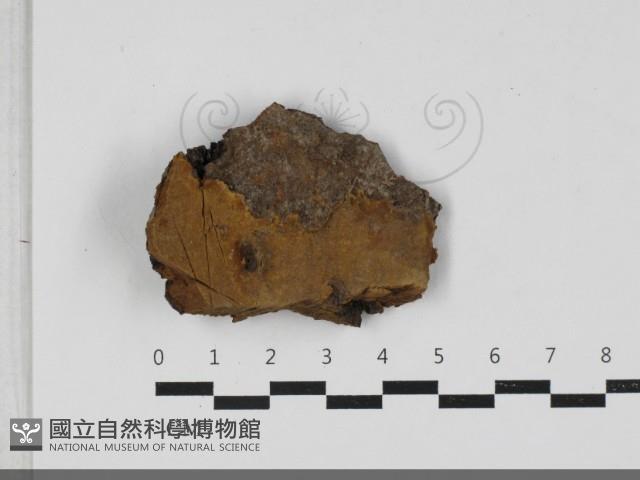 登錄號:F0033304藏品圖，第3張