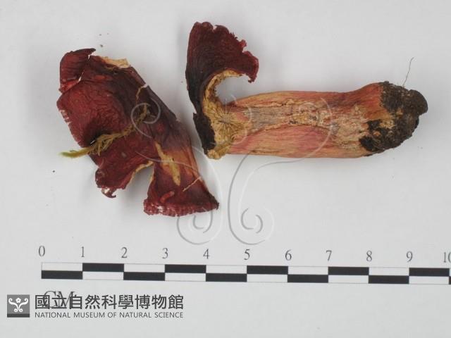 紅菇屬藏品圖，第3張