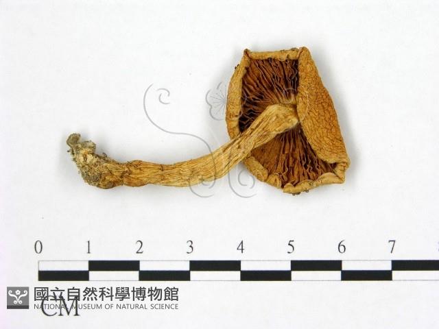 登錄號:F0014214藏品圖，第3張