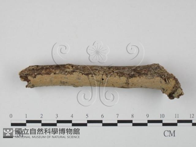 登錄號:F0022214藏品圖，第3張