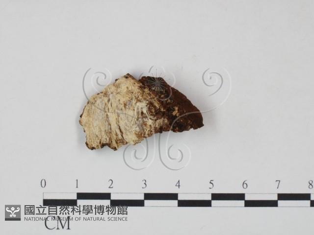 登錄號:F0007214藏品圖，第3張