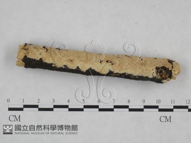 登錄號:F0025214藏品圖，第3張