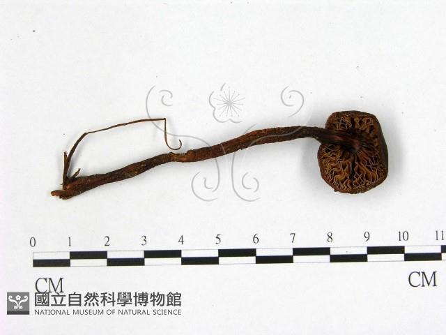 登錄號:F0005214藏品圖，第3張