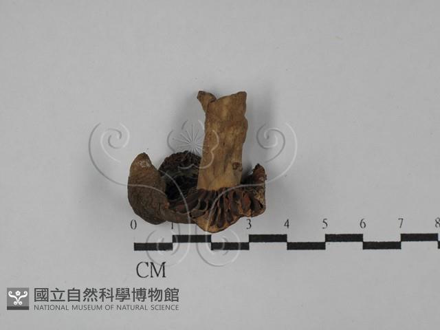 紅菇屬藏品圖，第3張