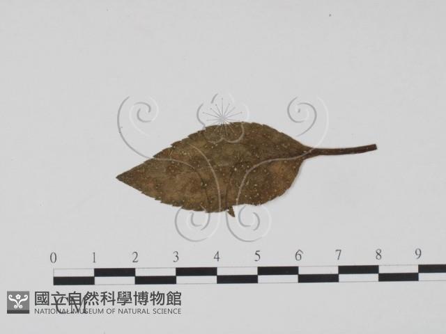 登錄號:F0019214藏品圖，第3張