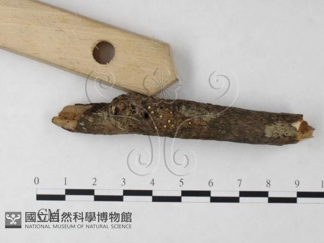 登錄號:F0023214藏品圖，第3張